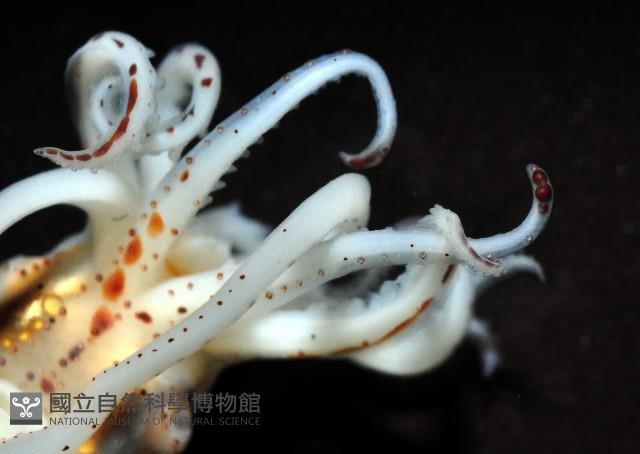 線紋擬鉤腕魷藏品圖，第12張