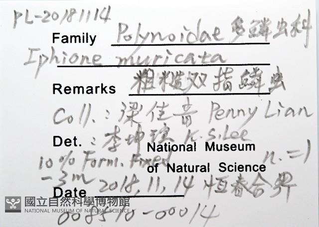 粗糙雙指鱗蟲藏品圖，第12張