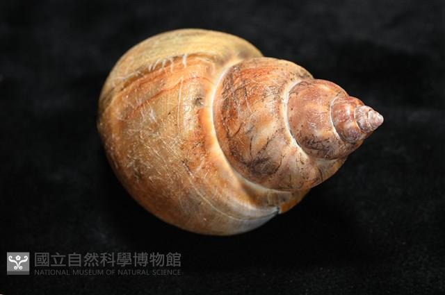 波部鳳螺藏品圖，第12張