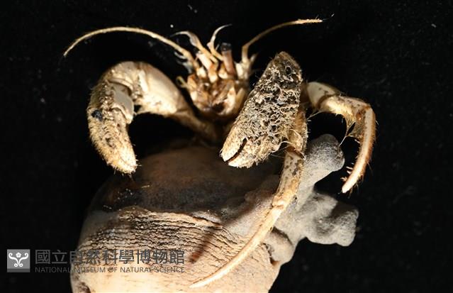 寄居蟹鞘群海葵藏品圖，第12張
