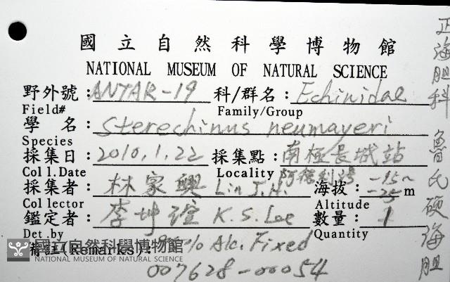 魯氏硬海膽藏品圖，第12張