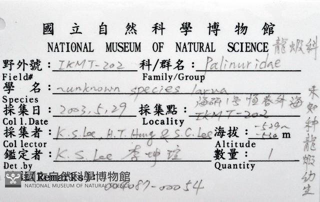 未知種龍蝦幼生藏品圖，第12張