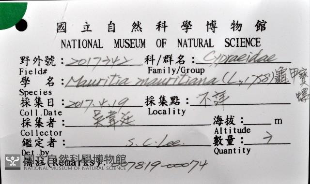 龜甲寶螺藏品圖，第12張