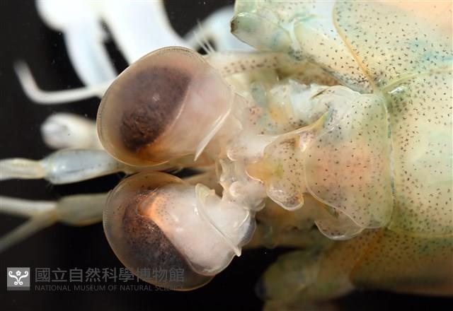 脊尾齒指蝦蛄藏品圖，第12張