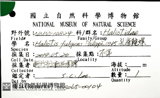 孔雀鮑螺藏品圖，第12張