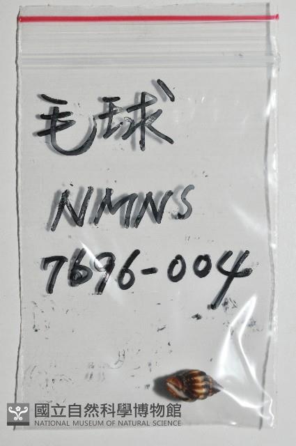 毛球蛹筆螺藏品圖，第12張