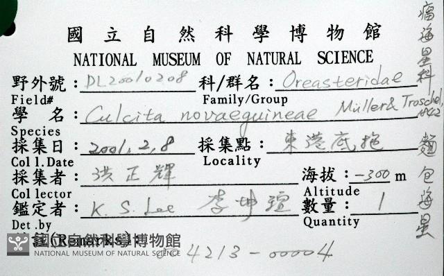 麵包海星(饅頭海星)藏品圖，第12張