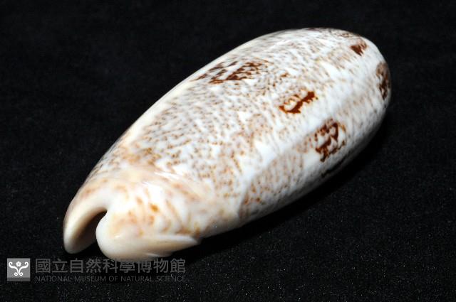 錦綢榧螺藏品圖，第12張