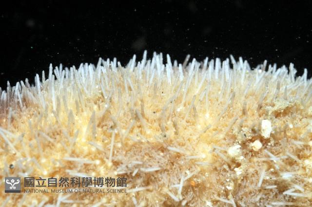 網楯海膽藏品圖，第12張