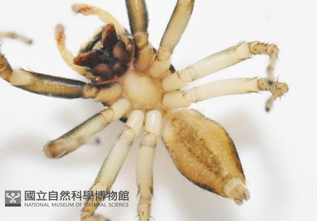 多色金毛蛛藏品圖，第12張