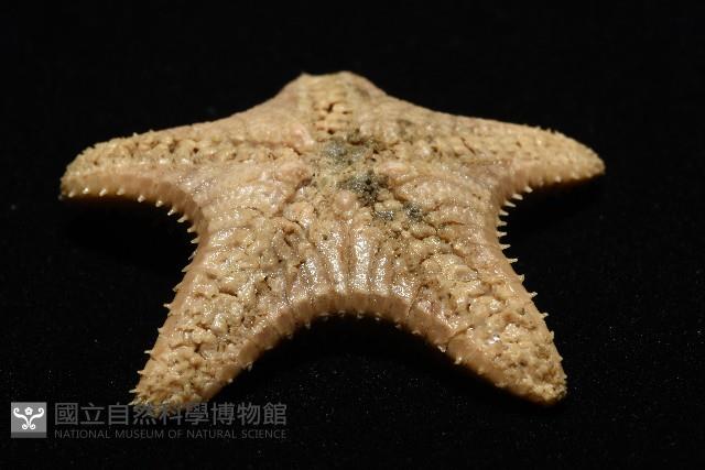 未知種櫛盤海星藏品圖，第12張