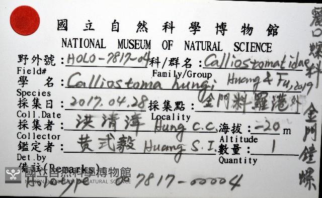 金門鐘螺(洪氏麗口螺)藏品圖，第12張