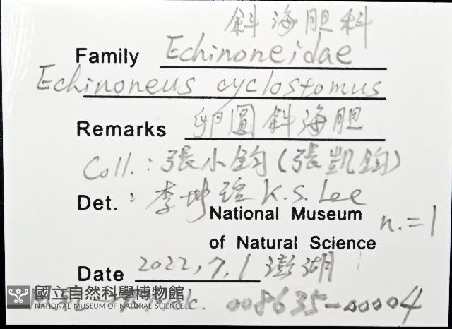 卵圓斜海膽藏品圖，第12張