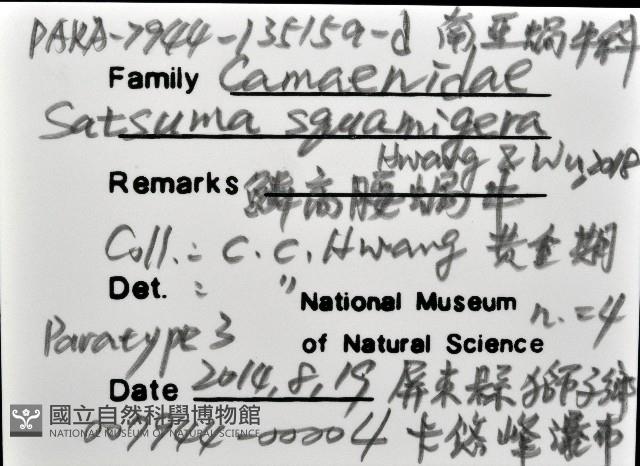 鱗高腰蝸牛(鱗菱蝸牛)藏品圖，第12張