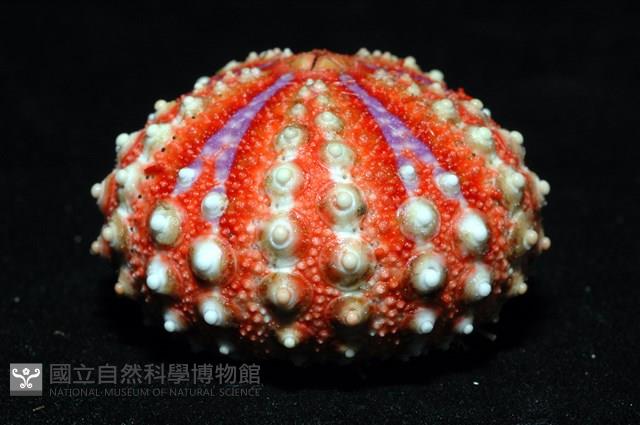 浪腔海膽(波紋腔海膽)藏品圖，第12張
