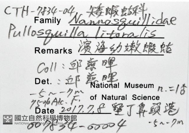 濱海幼嫩蝦蛄藏品圖，第12張