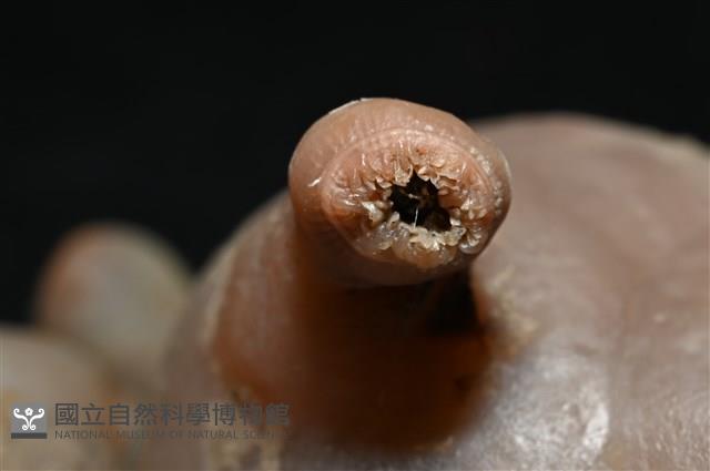 寄居蟹鞘群海葵藏品圖，第12張