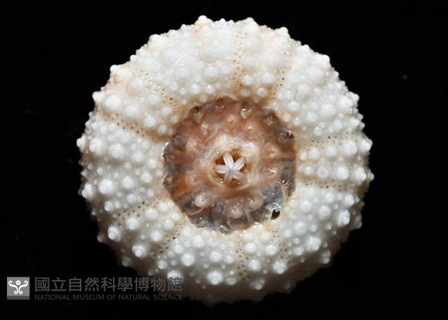 福氏鋸海膽藏品圖，第12張