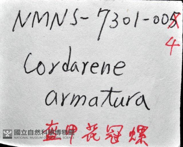 盔甲花冠螺藏品圖，第12張