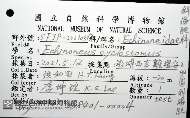 卵圓斜海膽藏品圖，第12張
