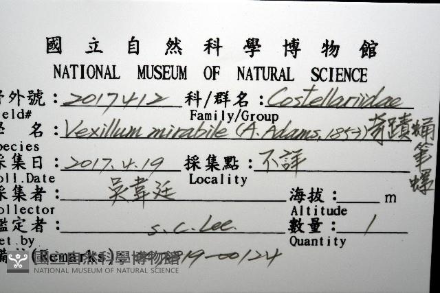 奇蹟蛹筆螺藏品圖，第12張