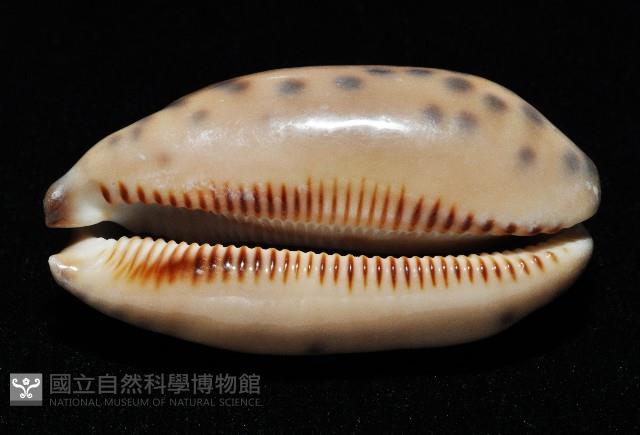 黑網目寶螺藏品圖，第12張