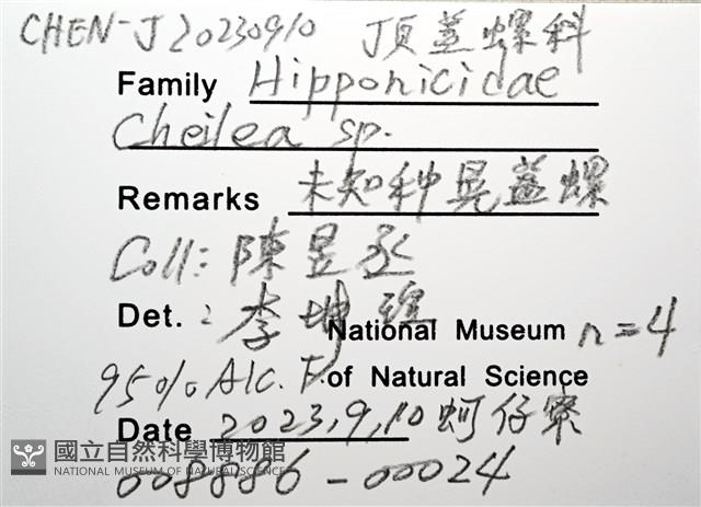 未知種晃蓋螺藏品圖，第12張