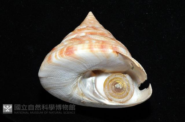 紅翁戎螺藏品圖，第12張