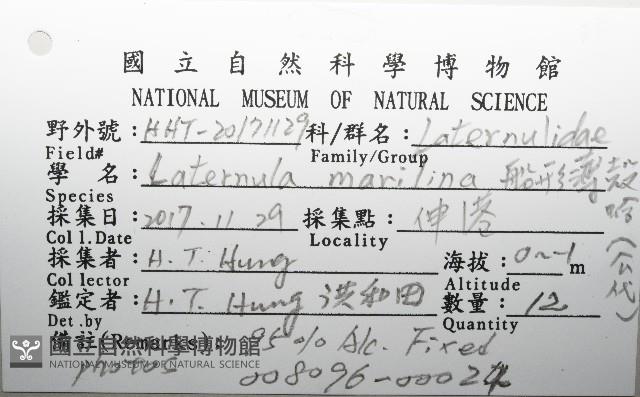 船形(公代)薄殼蛤藏品圖，第12張