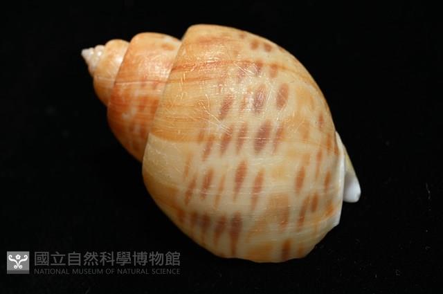 彩繪型深溝鳳螺藏品圖，第12張