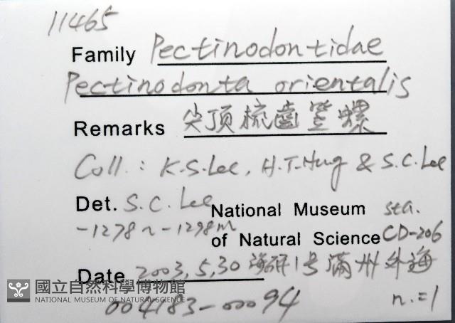 尖頂梳齒笠螺藏品圖，第12張