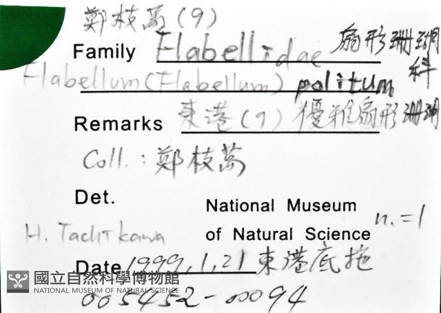 優雅扇形珊瑚藏品圖，第12張