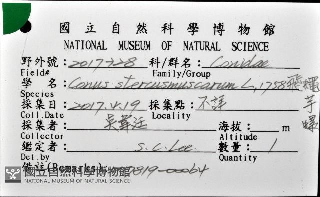飛蠅芋螺藏品圖，第12張