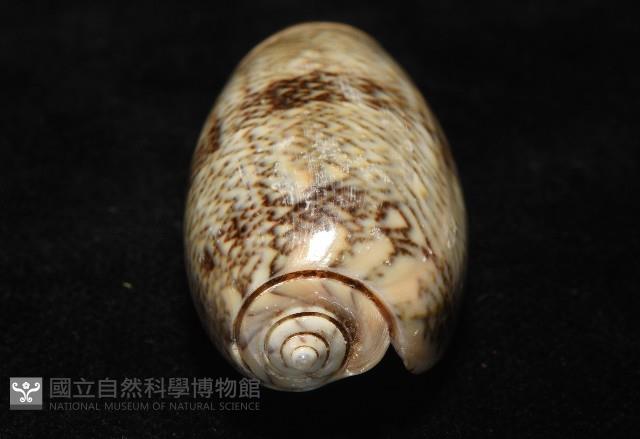 金唇榧螺藏品圖，第12張