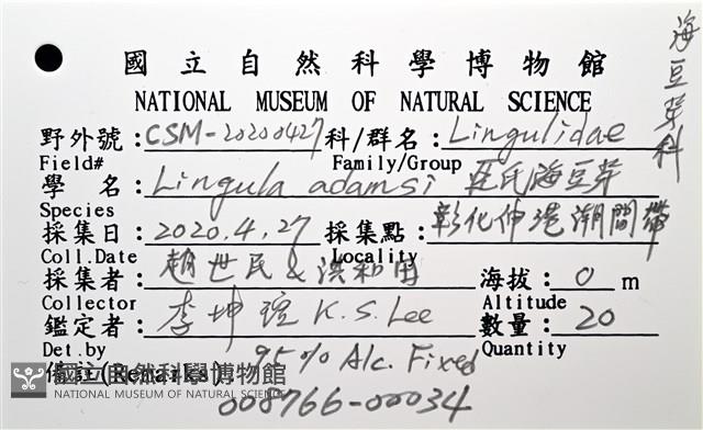 亞氏海豆芽藏品圖，第12張