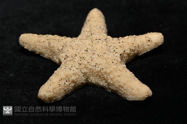 花冠海燕藏品圖，第12張