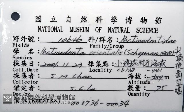 尖頂梳齒笠螺藏品圖，第12張