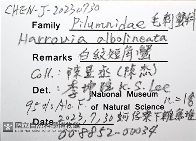 白紋短角蟹藏品圖，第12張