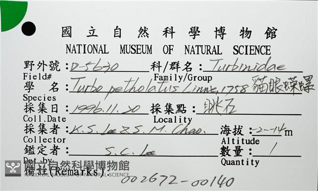 貓眼蠑螺藏品圖，第12張