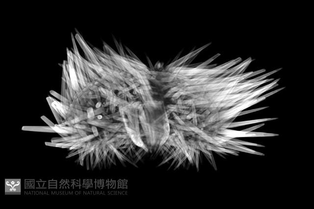 梅氏長海膽藏品圖，第12張