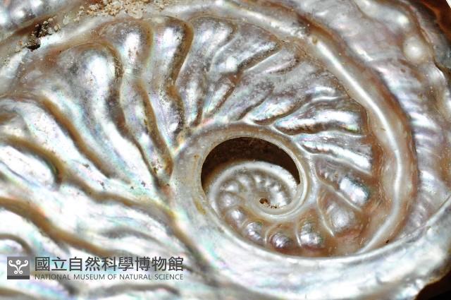 旋梯鮑螺藏品圖，第12張