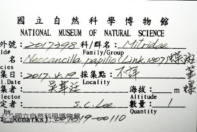 蝶斑筆螺藏品圖，第12張