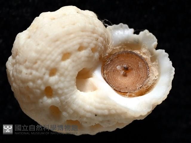 換日線花冠螺藏品圖，第12張