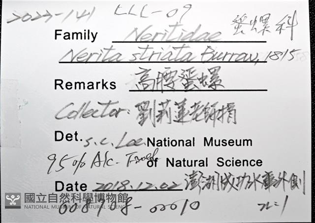 高腰蜑螺藏品圖，第12張