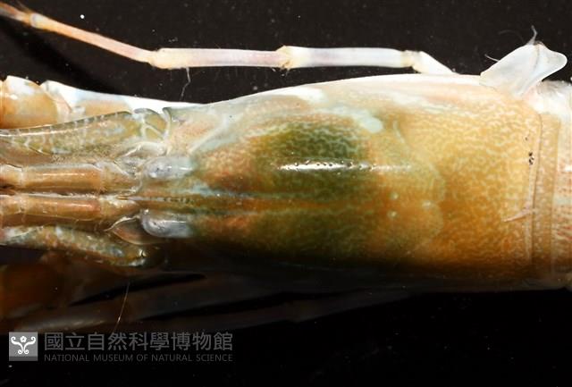 劍脊槍蝦藏品圖，第12張