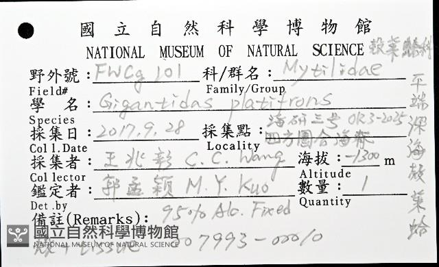 平端深海殼菜蛤藏品圖，第12張