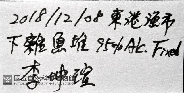道氏紡錘水虱藏品圖，第12張
