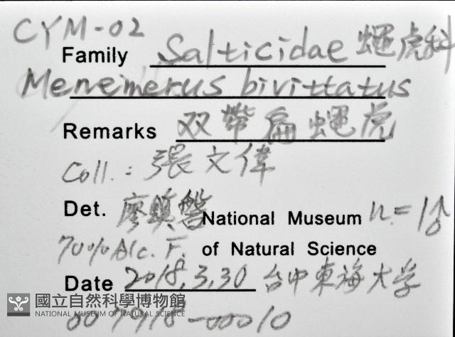雙帶扁蠅虎藏品圖，第12張