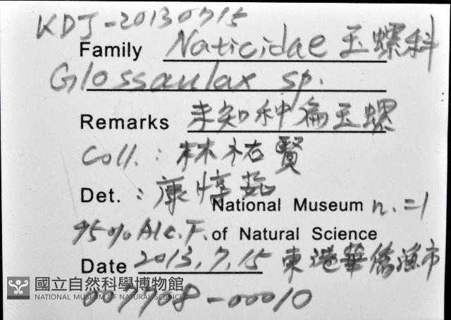 未知種扁玉螺藏品圖，第12張