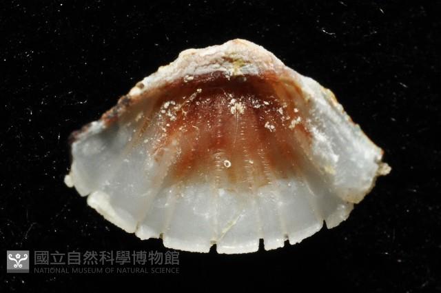 索氏眼鏡石鱉藏品圖，第12張